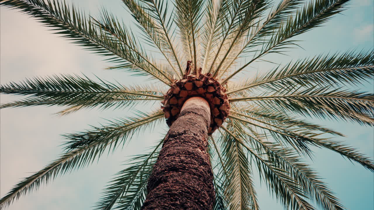 Low angle view of a palm tree on a blue sky background