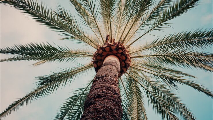 Low angle view of a palm tree on a blue sky background
