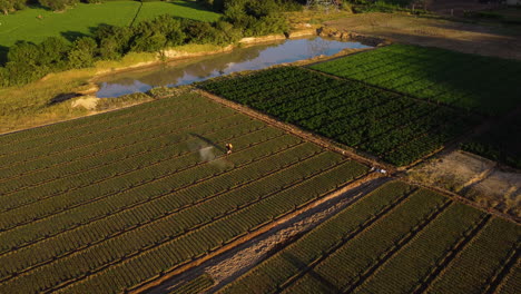 Person-with-a-hand-sprayer-walks-through-the-arable-fields-to-water-the-entire-field-during-Golden-Hour-in-Son-Hai-Vietnam