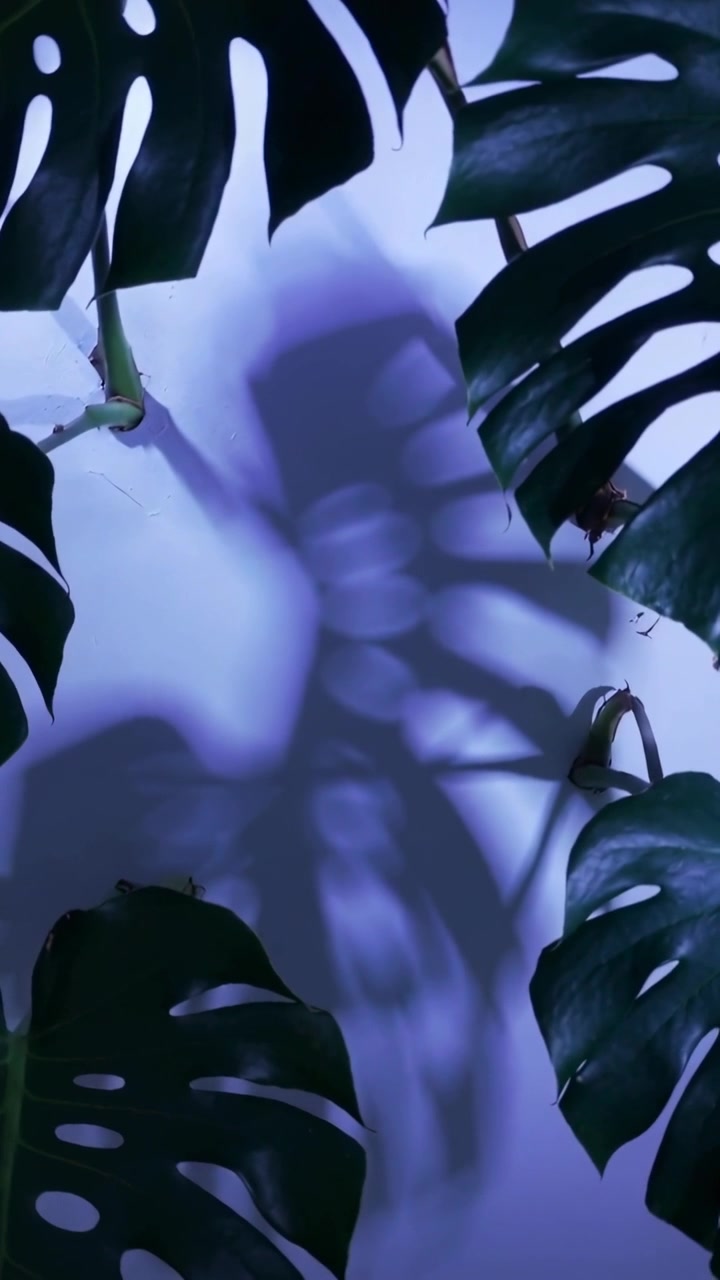 Video verticale: Foglie di Monstera che ondeggiano sulla parete della stanza, rispondendo a un leggero movimento e proiettando ombre.