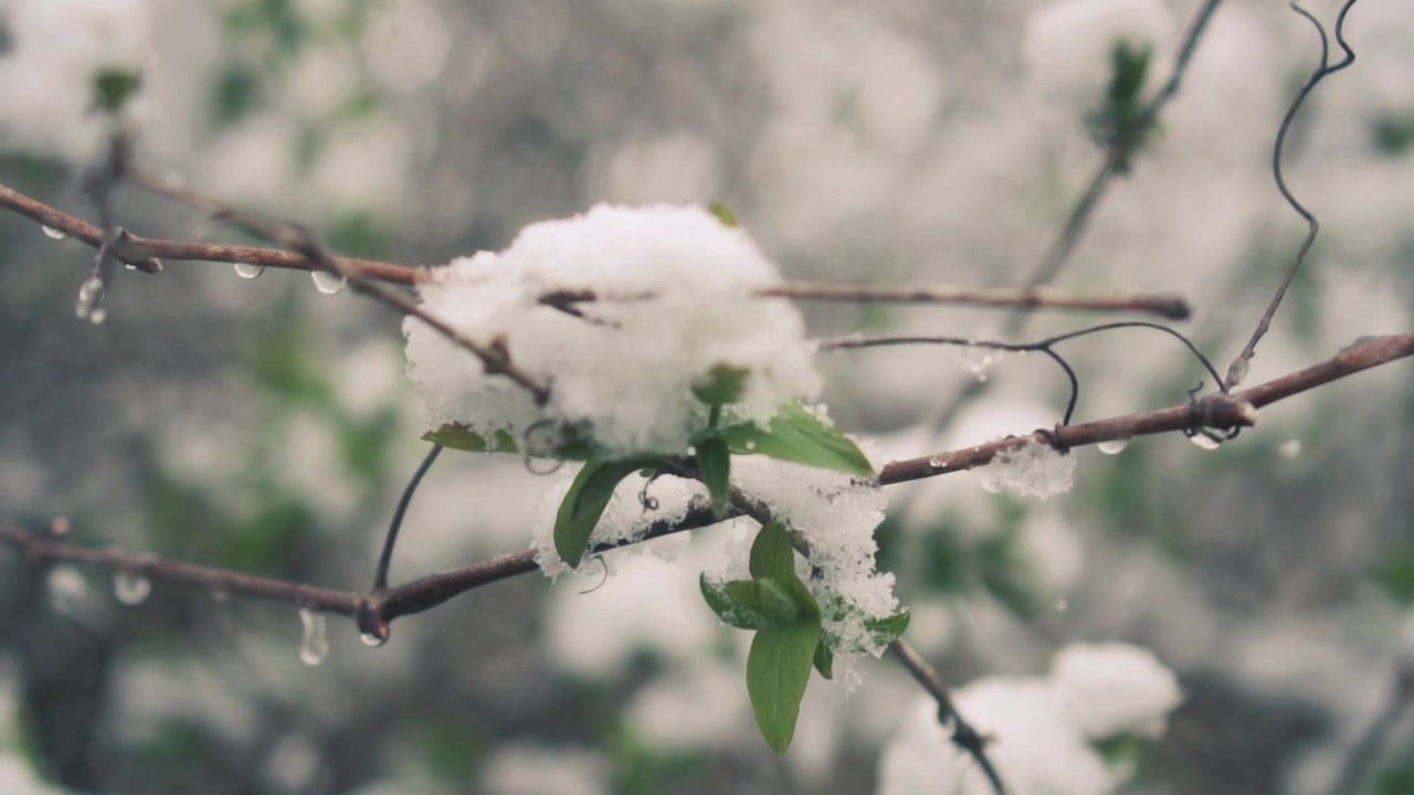 Nevicata delicata sui rami verdi con gocce d'acqua che si sciolgono