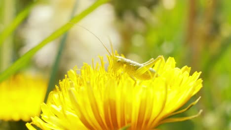 Eine-Nahaufnahme-Einer-Grünen-Heuschrecke,-Die-An-Einem-Sonnigen-Tag-Den-Nektar-Einer-Leuchtend-Gelben-Löwenzahnblüte-Auf-Einem-Feld-Genießt