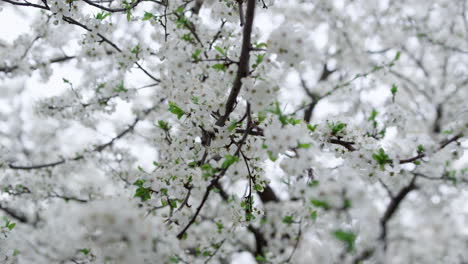 white branches of beauty cherry trees swaying in low view. calm in nature.