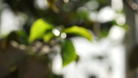 blurry green leaves