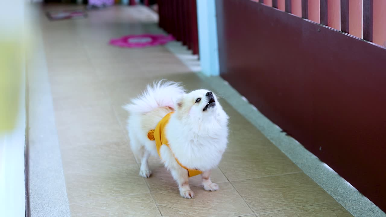태국 의 복도 를 따라 고 있는 포메라니아 개