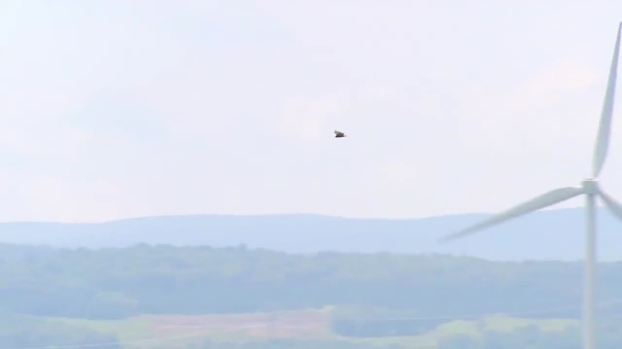 새들은 풍력 에너지 농장을 날아다닌다
