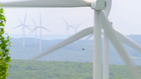 birds fly through a wind energy farm