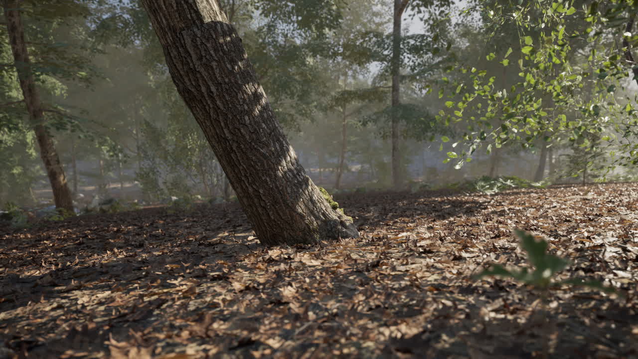 A serene forest landscape with a leaning tree and scattered leaves in daylight