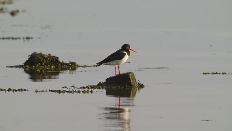 Slow-motion-shot-of-a-Eurasian-oystercatcher-standing-on-a-small-rock-looking-for-food