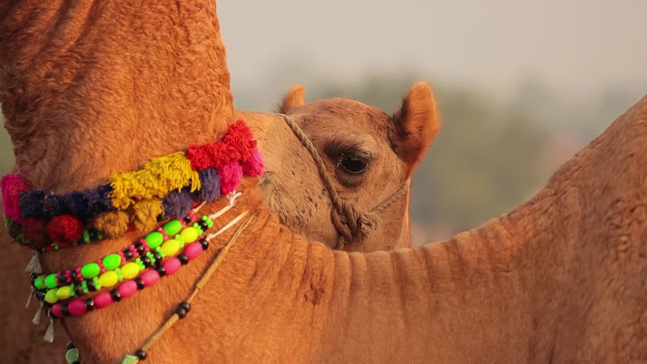 푸쉬카르 박람회에서 슬로우 모션의 낙타, 또한 푸쉬카르 낙타 박람회 또는 지역적으로 카르티크 멜라 (kartik mela) 라고 불리는 인도 푸쉬카르 라자스탄 시에서 매년 열리는 다일 축산 박람회 및 문화 박람회입니다.