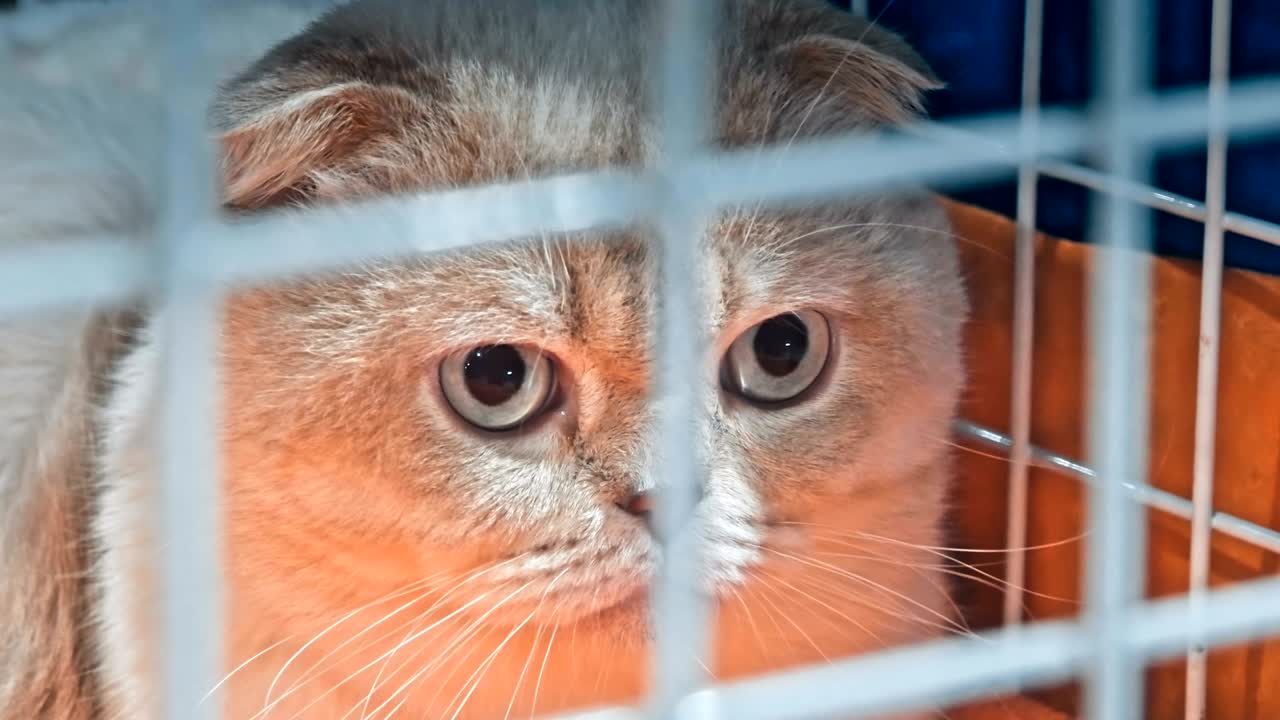 애완동물 운반기 안에 있는 고양이