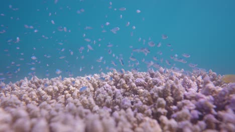 a cinematic professional shot of small blue fish swimming above the pink coral reef with light rays shining through the vast blue background