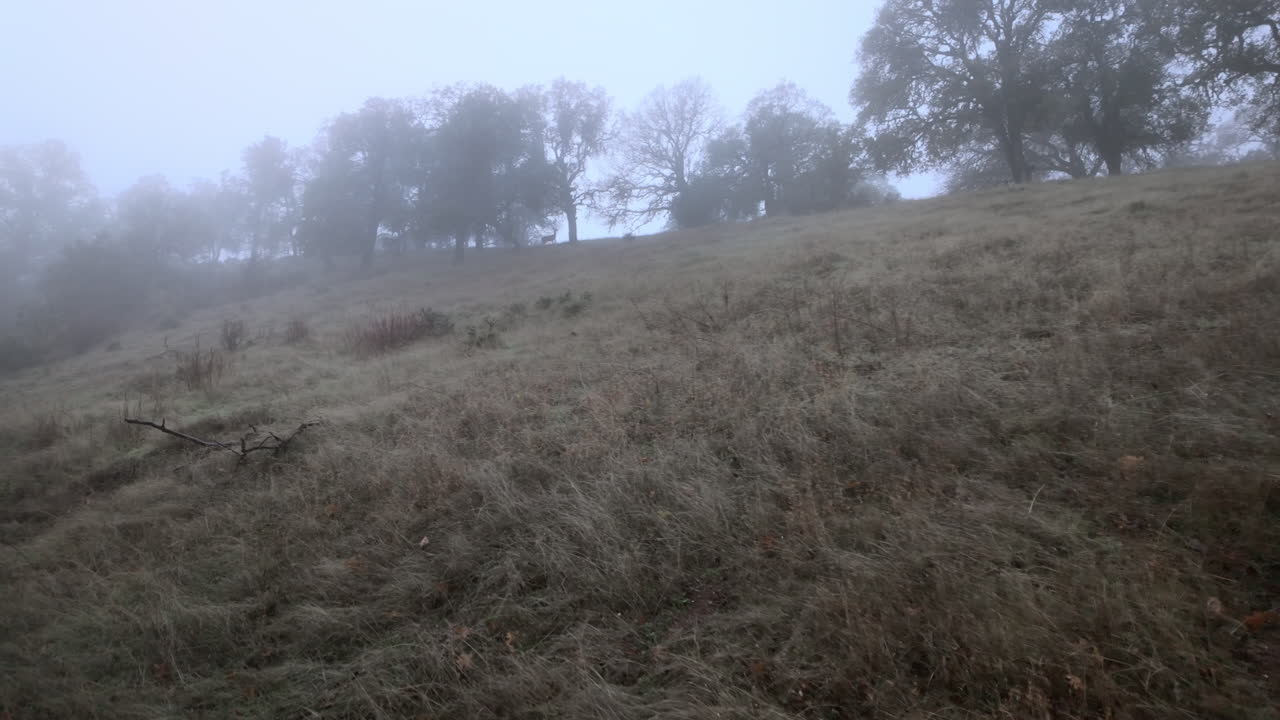 Sagoma distante di un cervo in piedi tra gli alberi in una giornata nebbiosa, parzialmente oscurato dalla foschia in un ambiente boschivo con luce naturale soffusa