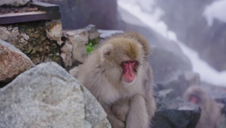 japanese macaques relaxing in geothermal steam in jigokudani