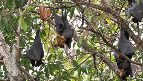 Groups-of-Lyle's-Flying-Foxes-hanging-on-a-branch