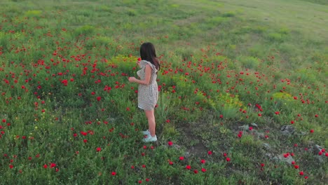 aerial circle around brunette woman enjoy nature outdoors picking wild poppy flower alone. concept freedom well being summer outdoors