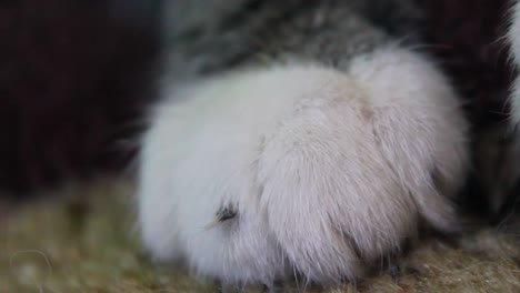 Nahaufnahme-Einer-Weißen-Pfote-Einer-Getigerten-Katze,-Die-Auf-Dem-Teppich-In-Einem-Haus-Sitzt