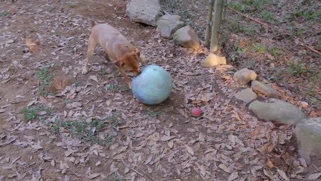 un pequeño y adorable perro marrón juega hilarantemente a atacar una gran pelota de goma.