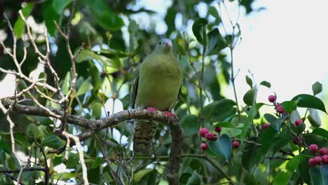 perched on a branch looking around then flies to the left side, thick-billed pigeon treron curvirostra, thailand