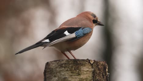 cámara lenta hermoso primer plano extremo de jay euroasiático encaramado en un tronco de árbol en busca de comida