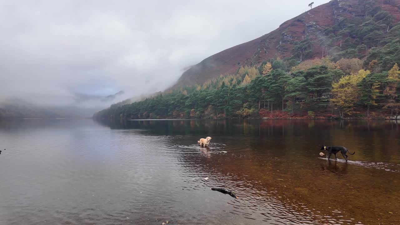 글렌달로 위클로우의 호수에서 놀고 있는 개들, 은 겨울 아침에 아일랜드, 완벽한 평온함