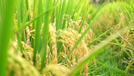 close-up of a golden rice plants under the blue sky