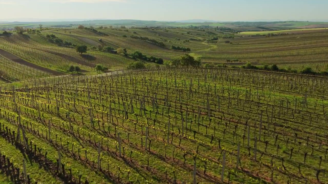 Vista aerea con drone di filari di vigneti in crescita all'inizio della primavera su colline dolcemente in pendenza, con campi agricoli ondulati che si estendono fino all'orizzonte, Moravia, Repubblica Ceca.