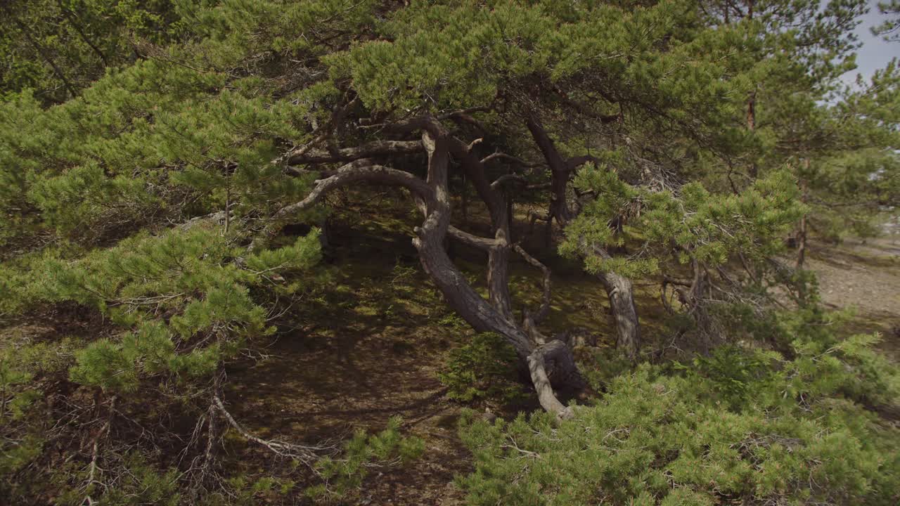 An amazing cinematic shot of an old crooked pine tree resembling a bonsai