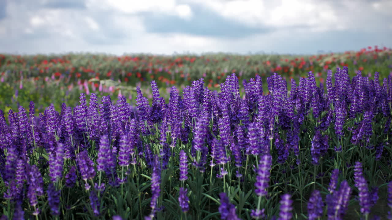 Vibrant purple flowers bloom in a lush field under a cloudy sky during spring