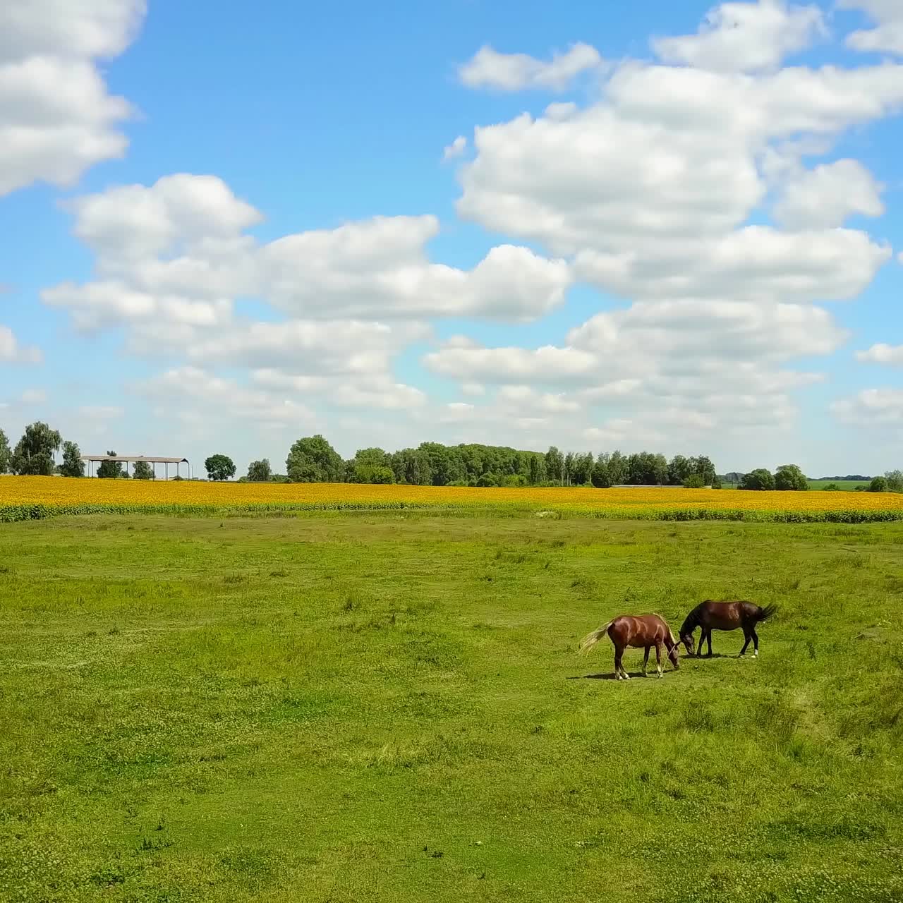 caballos pastando en un prado