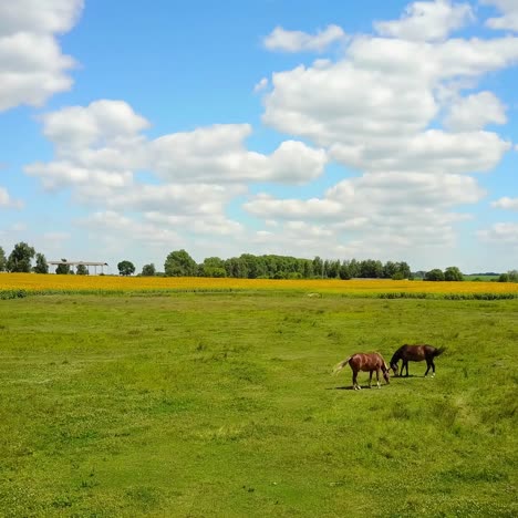 grazing horses in a meadow