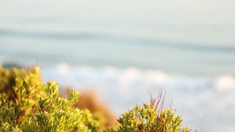 greenery with ocean waves in the background