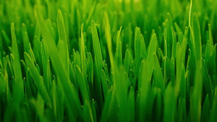 Primo piano di erba verde brillante che ondeggia dolcemente
