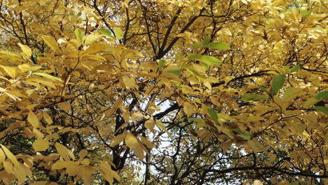 Slow-motion-shot-of-autumn-leaves-falling