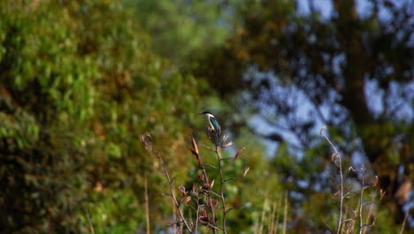 medium sized kingfisher bird fly away in wilderness
