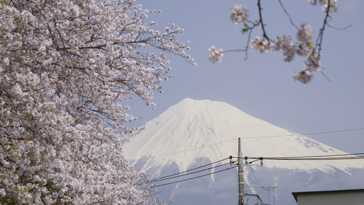 Stunning close up view of Mt. Fuji behind Sakura trees