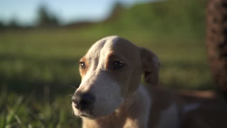 a tranquil puppy enjoying the sun peacefully in a comforting close-up view