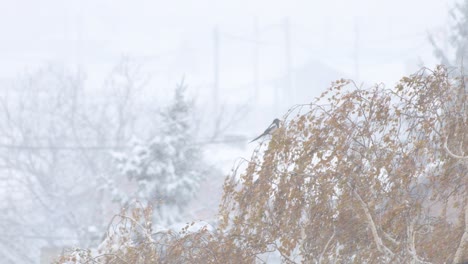 Eurasian-magpie-perched-on-a-tree-branch-during-a-heavy-snowstorm
