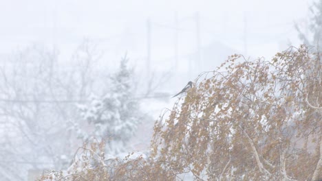 eurasian magpie perched on a tree branch during a heavy snowstorm