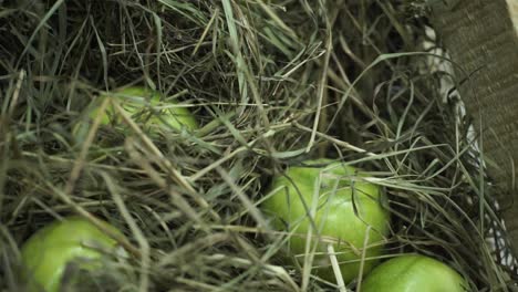 green apples in hay