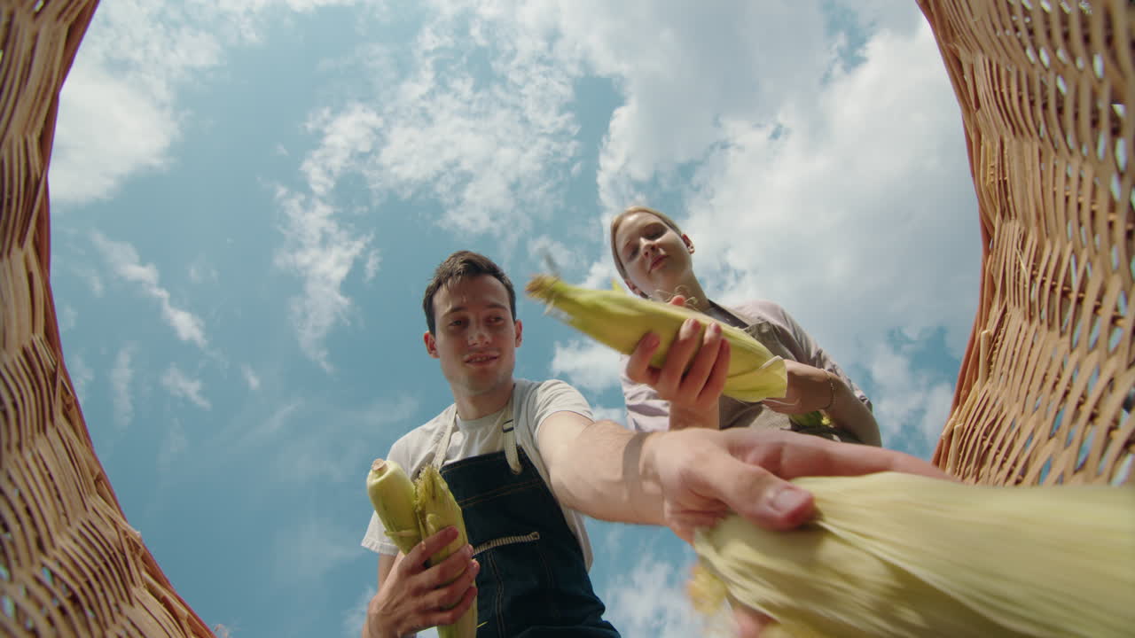 agricultores que cosechan maíz