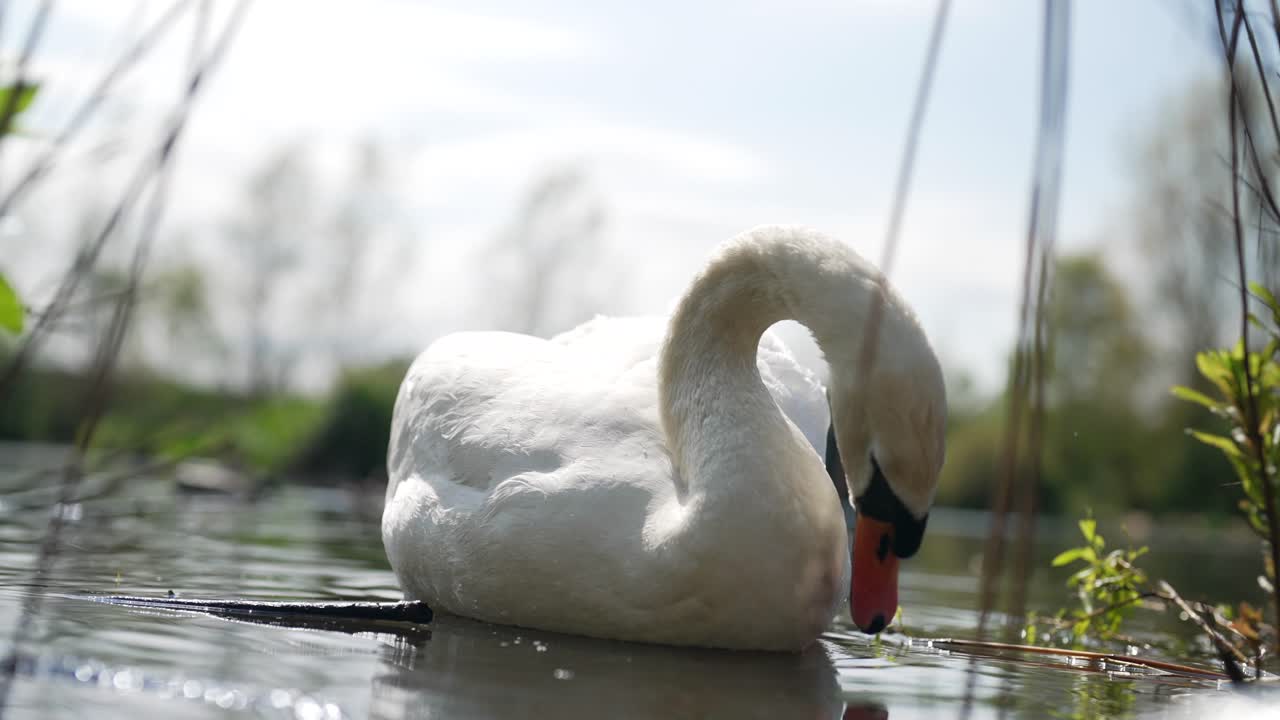 clip en cámara lenta de un cisne mudo adulto al nivel del agua, arreglando las plumas y alimentándose de plantas submarinas