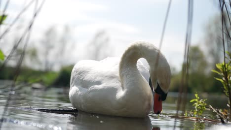 Close-up-slow-motion-clip-of-adult-Mute-swan-at-water-level,-grooming-feathers-and-feeding-on-underwater-plants