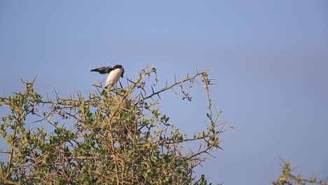 Common-Fiscal-Shrike-happily-flips-its-wings-on-treetop-perch-in-Kenya