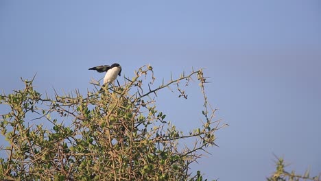 common fiscal shrike happily flips its wings on treetop perch in kenya