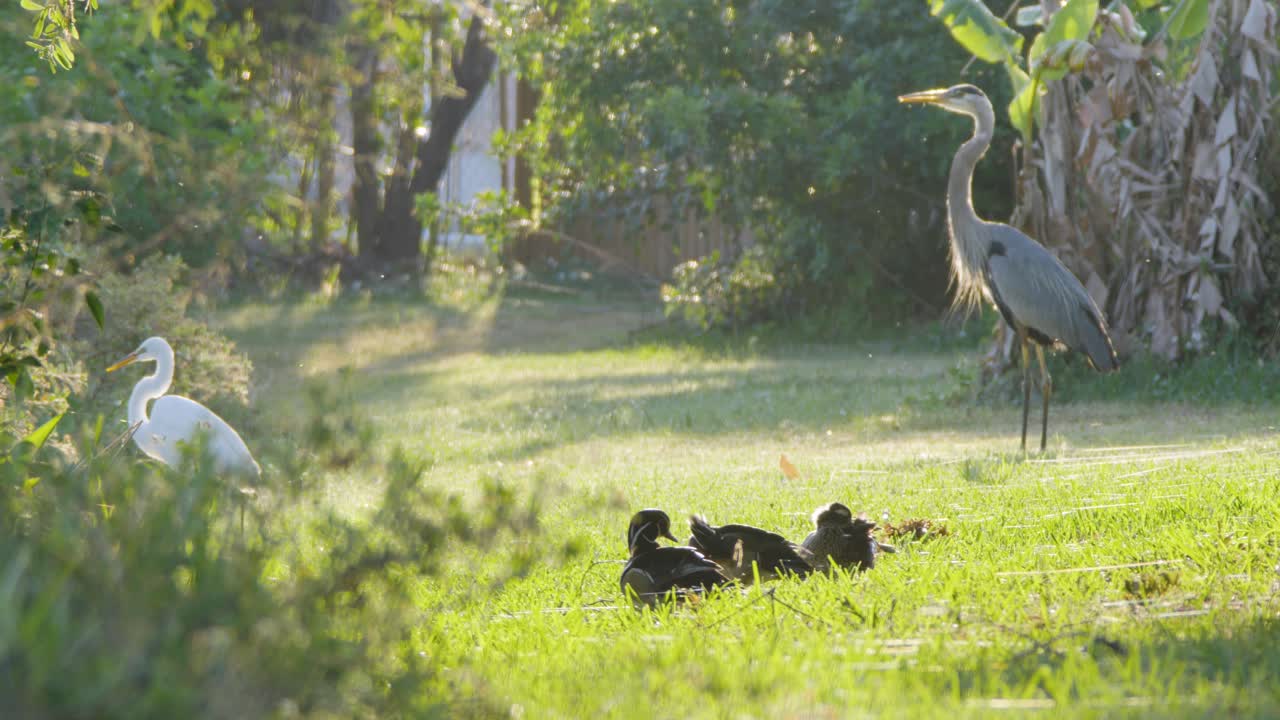 나무 오리, 큰 파란색 헤이런과 에그레트가 돌아다니고 있습니다.
