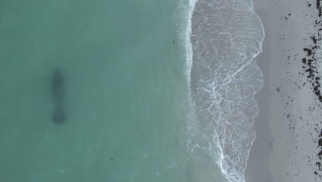 Vertikale-Luftaufnahmen-Von-Seekühen,-Die-In-Der-Nähe-Des-Sandstrandes-Im-Trüben-Ozean-Schwimmen