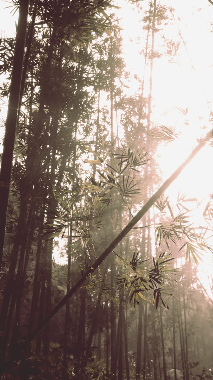 bosque de bambú en la niebla