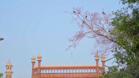 Birds-sitting-on-tree-in-front-of-Jama-Masjid