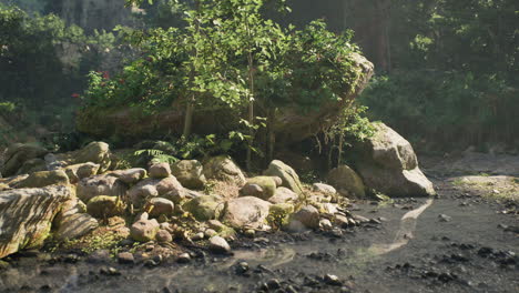 jungle river with rocks